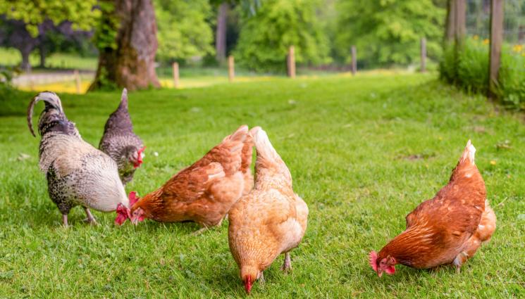 кокошки - Агро Телеграф: Нарциси и момина сълза токсични за кокошките