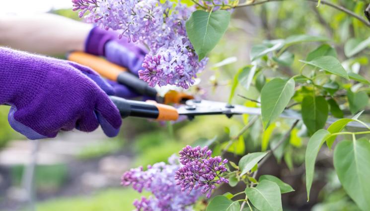 люляк - ДА СЕ РАДВАШ ЛИ, ДА ПЛАЧЕШ ЛИ: Пак цъфна люлякът, вещае тежка зима! (СНИМКА)