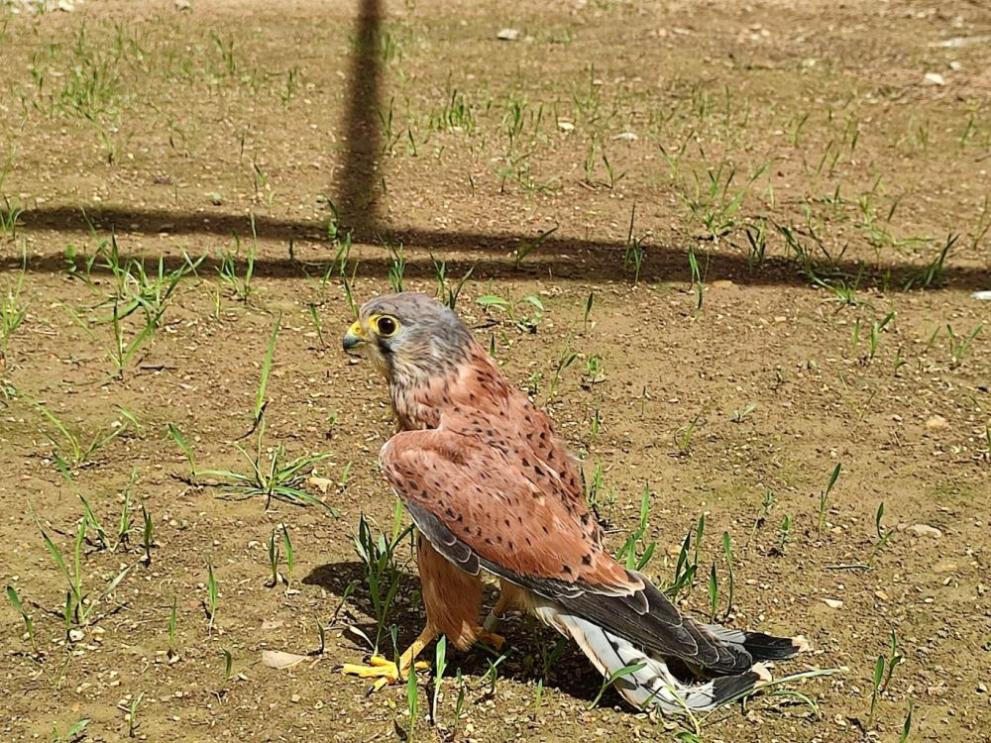  зоопарк остаряла загора 