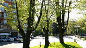 Девет опасни дървета ще бъдат премахнати в Габрово Това съобщават