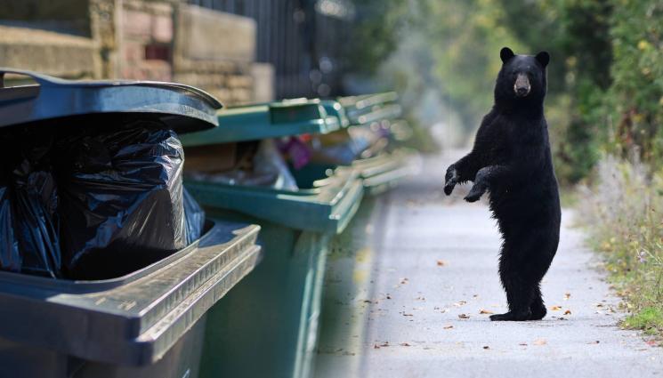 мечка боклук - ОПАСНОСТИ ДЕБНАТ ОТВСЯКЪДЕ! Мечка направи засада на школски директор (ВИДЕО)