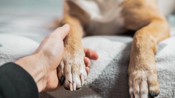 5 най-явни симптома на кучешкия артрит