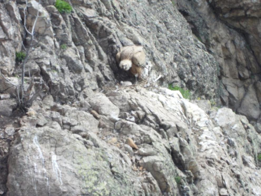  лешояд Първомай 