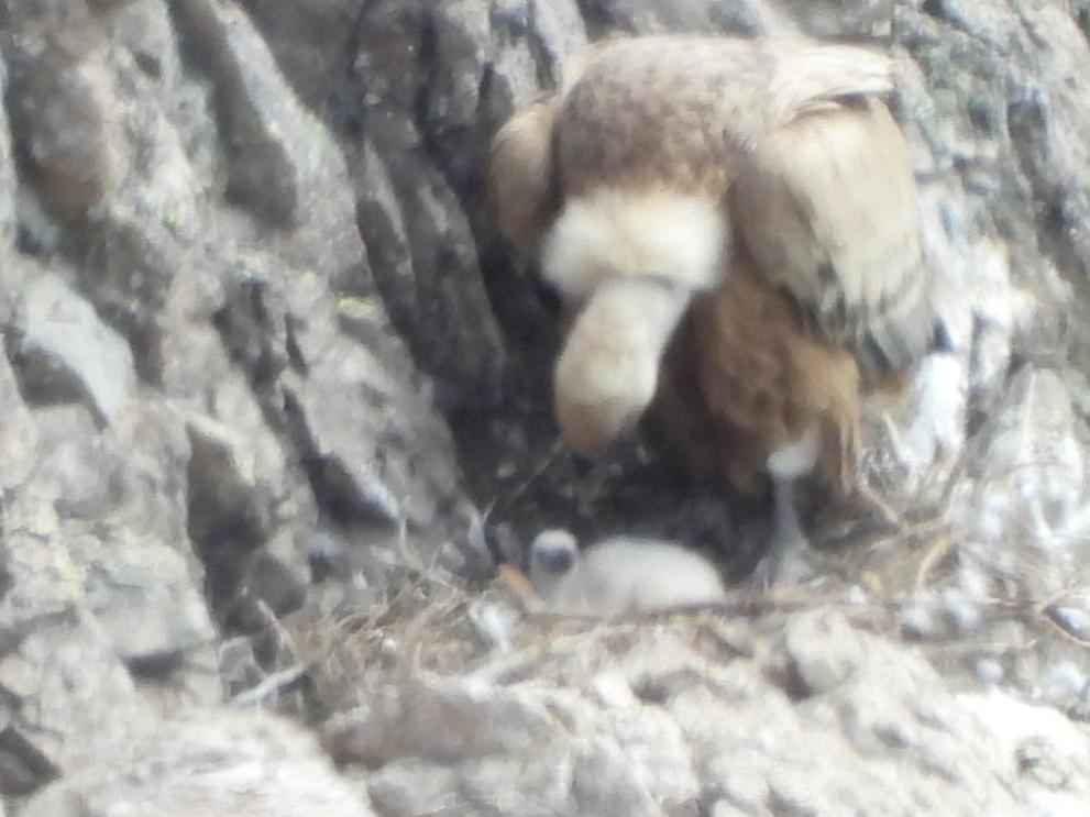  лешояд Първомай 