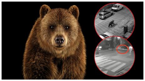 мечка владая