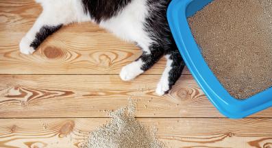 котка и котешка тоалетна