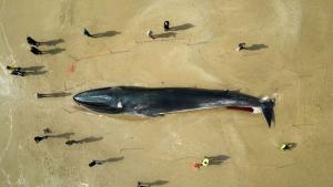 17 метров кит загина във Великобритания Огромният бозайник беше забелязан ден