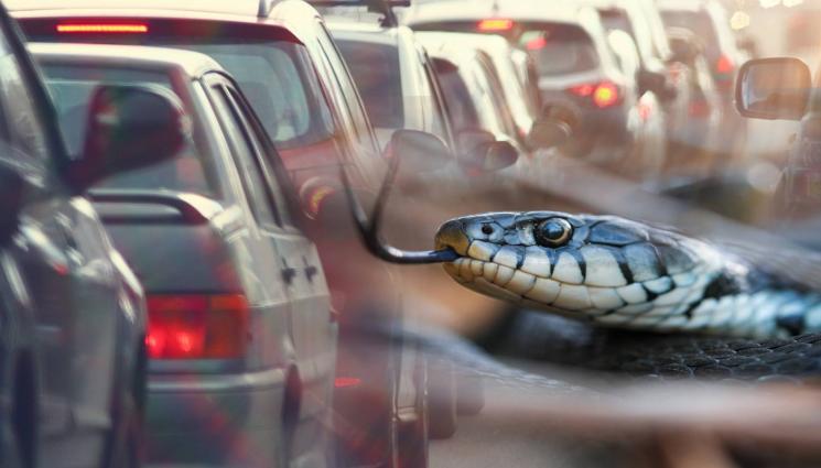 змия коли - ПЪЛЗЯЩ РЕГУЛИРОВЧИК: Гигантска змия блокира кръстовище