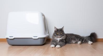 котка и котешка тоалетна