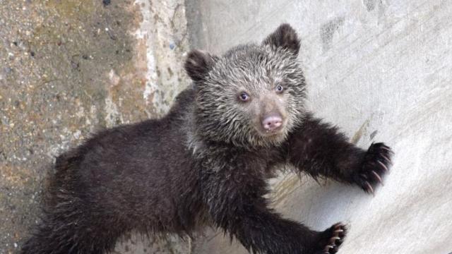 Мече се роди в благоевградския зоопарк (СНИМКИ)