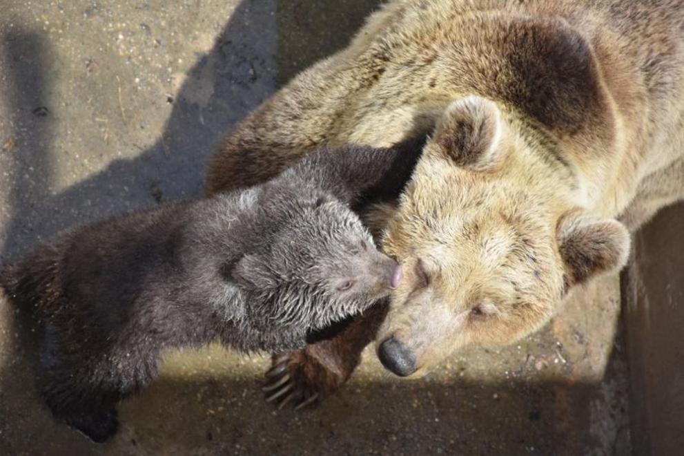  бебе мече благоевград 