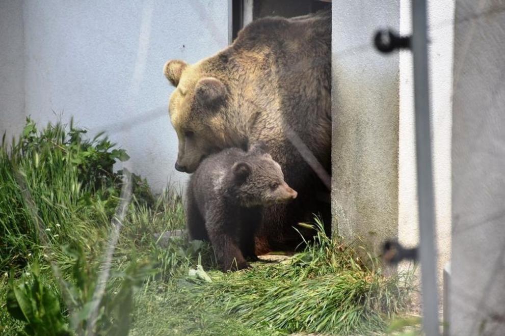  бебе мече благоевград 