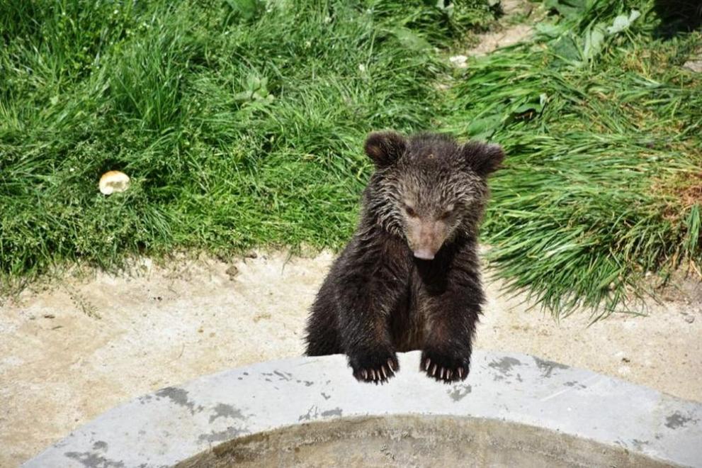  бебе мече благоевград 