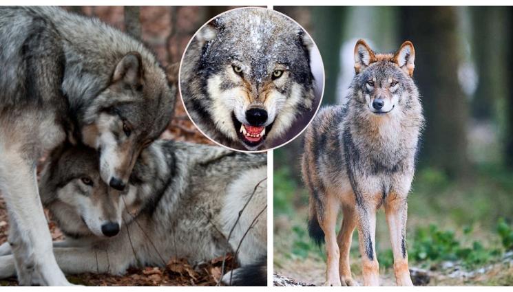 вълци - ЛОВЦИТЕ ИЗНЕМОГВАТ: Бум на вълци и чакали!