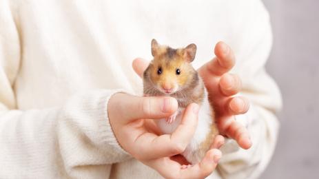 хамстер