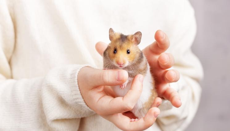 хамстер - ПУХКАВЕЛИ: Гушкаме хамстери джуджета