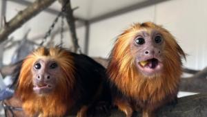 Посетителите в Бургаския зоопарк ще се радват на екзотични маймуни