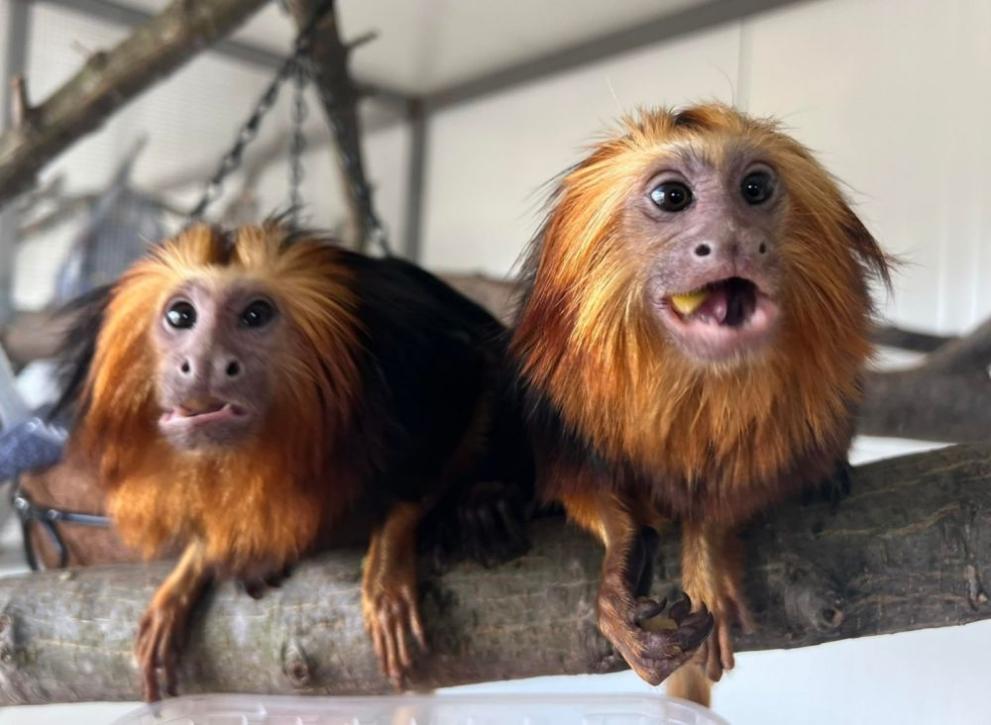 Посетителите в Бургаския зоопарк ще се радват на екзотични маймуни