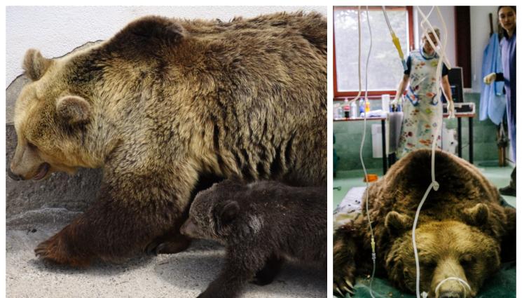 мечка - Пращат на ехограф мечките от Белица