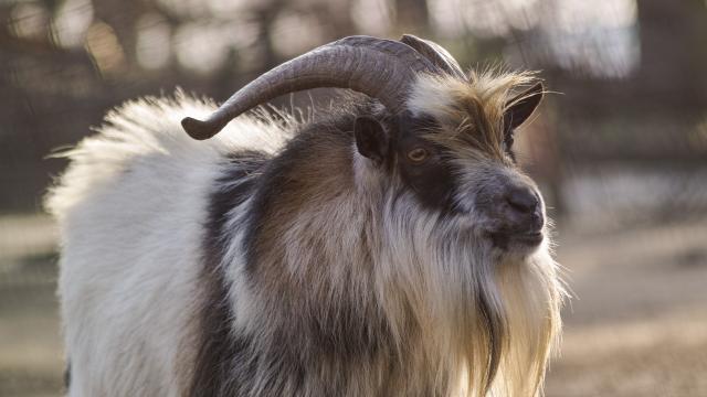 Пръчът Джони е козата с най-дълъг косъм у нас (СНИМКИ)