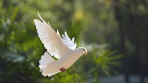 В небето символично ще полетят 78 гълъба Първи европейски фестивал