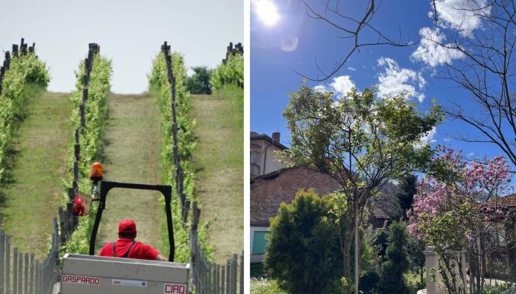 лози - Агро Телеграф: Следете за поява на червея на гроздов молец