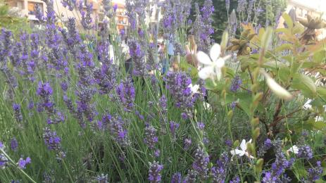 лавандула