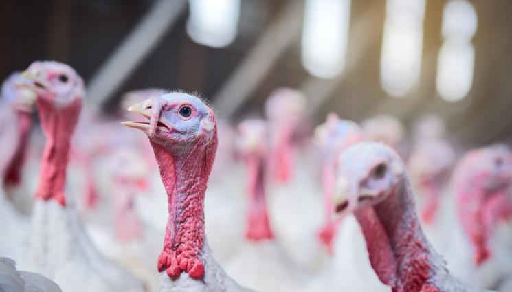 пуйки - Агро Телеграф: Пуйките заякват от коприва