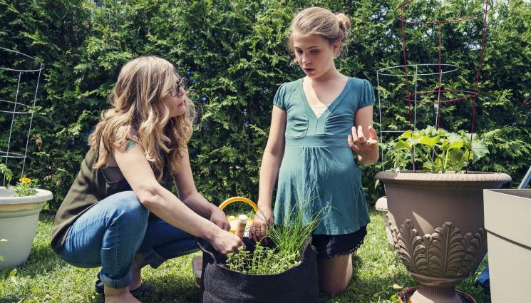 разсад - Агро Телеграф: Май дойде – мащерката ликува