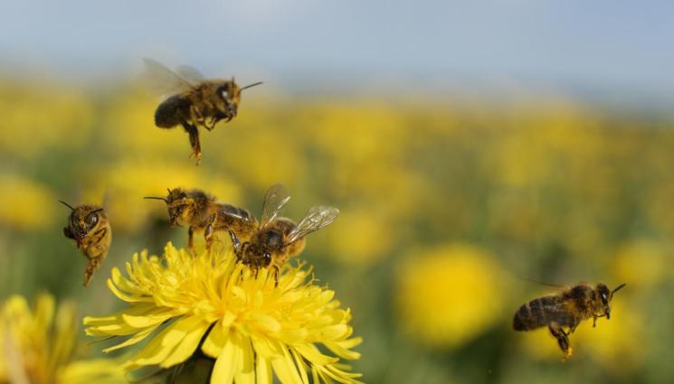 пчели - Агро Телеграф: Млечицето прави пчелата царица, а прашецът – работничка
