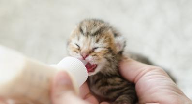 малко коте се храни