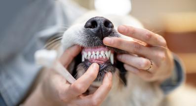 куче зъби миене