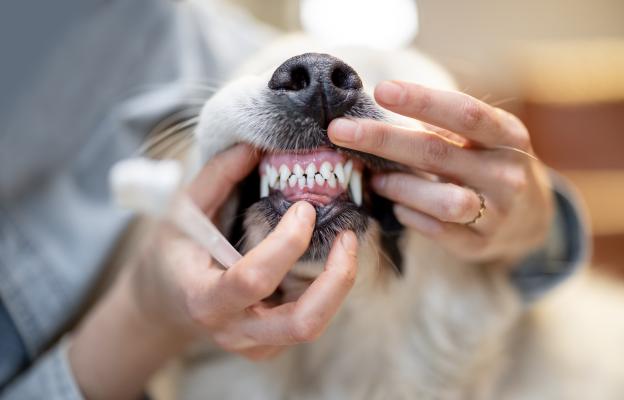 куче зъби миене