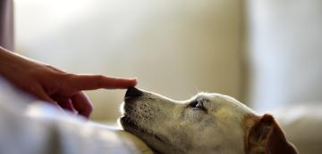 Защо на кучетата не им харесва, когато докоснем носа им