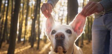 9 признака, че кучето ви може би има проблеми със слуха