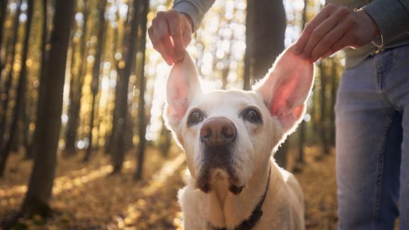 9 признака, че кучето ви може би има проблеми със слуха