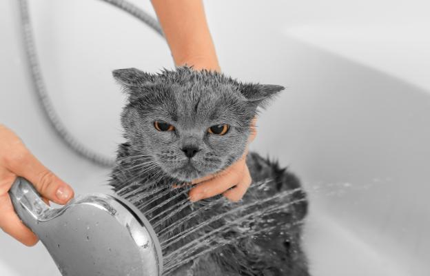 къпане на котка