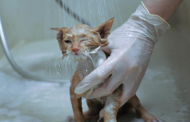 къпане на котка