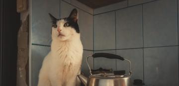 Как да предпазим котката си от гореща печка