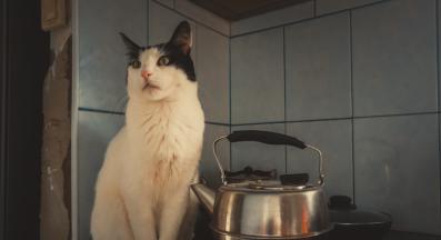 котка в кухнята