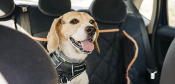 4 причини защо кучето ви се лигави повече при пътуване с кола
