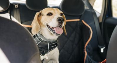 куче пътуване кола