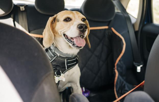 куче пътуване кола