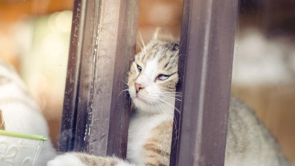 10 причини, поради които котката ви иска да избяга и как да я спрете