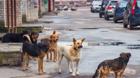 куче кучета