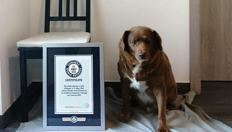 a - НАЙ-ВЪЗРАСТНО В СВЕТА: Кучето Боби стана на 31 години