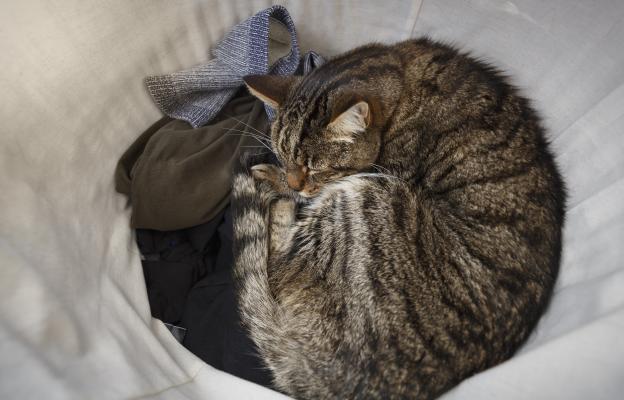 котка върху дрехи
