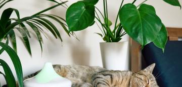 Защо освежителите за въздух са вредни за котките