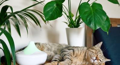 ароматизатор за дома