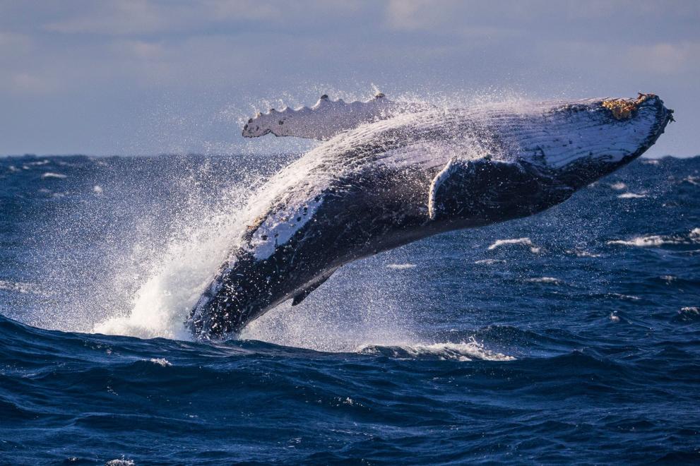 Австралийски изследователи са установили, че гърбатите китове пеят по-силно, когато